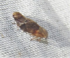 Epipygidae