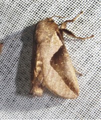Prolimacodes triangulifera
