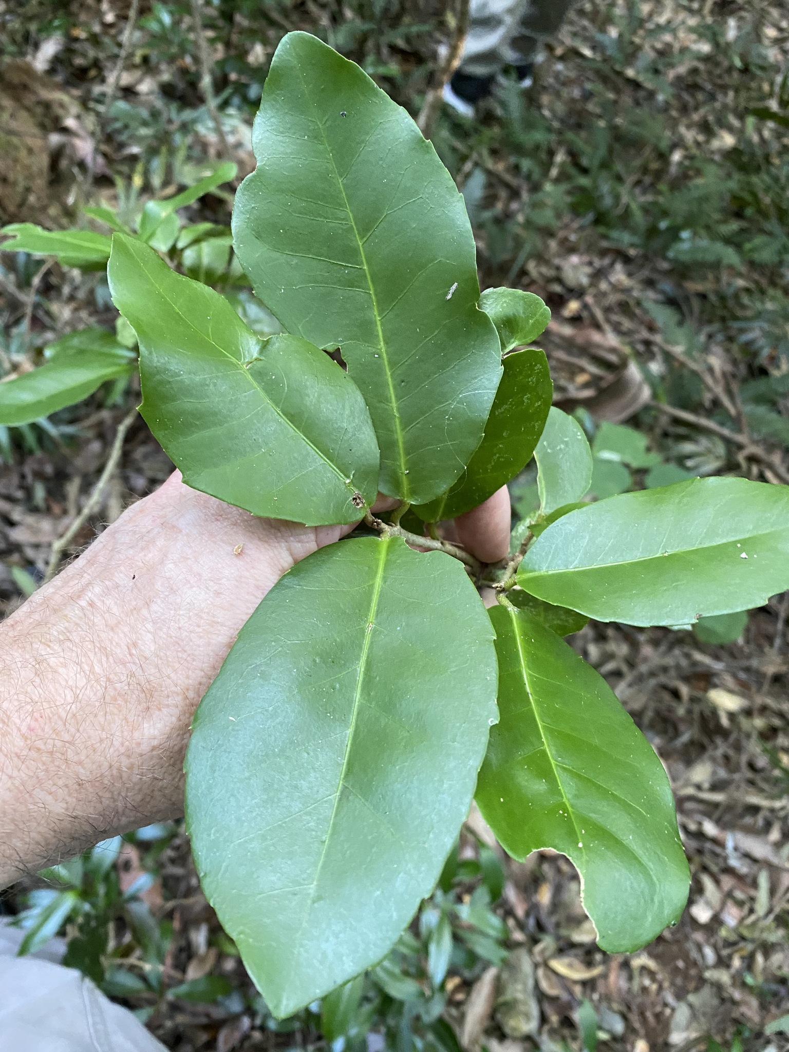Croton acronychioides