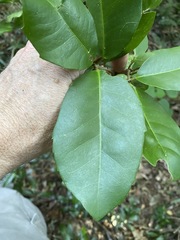 Croton acronychioides
