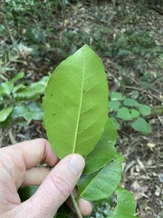 Croton acronychioides