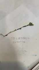 Triphysaria eriantha