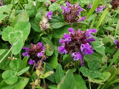 Prunella vulgaris