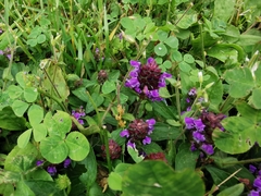 Prunella vulgaris