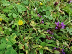 Prunella vulgaris