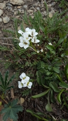 Draba lonchocarpa