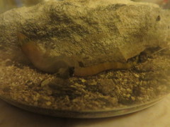 Sphaerodactylus nigropunctatus flavicauda
