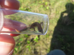Sphaerodactylus notatus amaurus