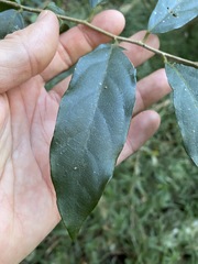 Alangium polyosmoides tomentosum