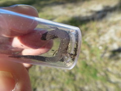 Sphaerodactylus notatus amaurus