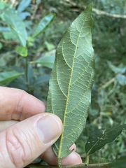 Alangium polyosmoides tomentosum