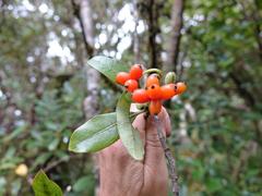 Coprosma dodonaeifolia