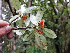 Coprosma dodonaeifolia
