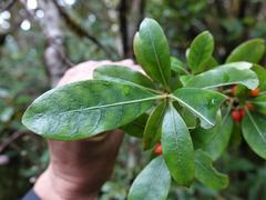 Coprosma dodonaeifolia