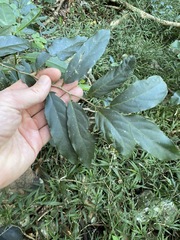 Alangium polyosmoides tomentosum