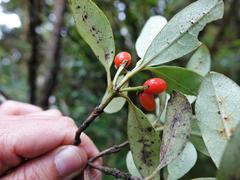 Coprosma dodonaeifolia