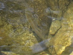 Squalius vardarensis