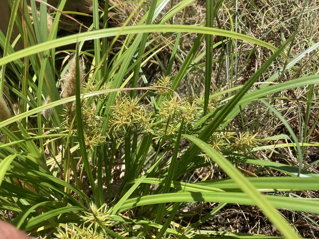 yellow nutsedge from Santa Cruz River Park, Tucson, AZ, US on June 27