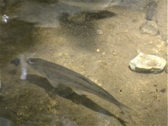 Squalius vardarensis