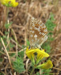Polyommatus corydonius