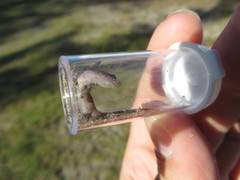 Sphaerodactylus notatus amaurus