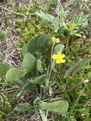 Ranunculus cardiophyllus