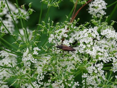 Trachysida mutabilis