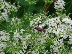 Trachysida mutabilis