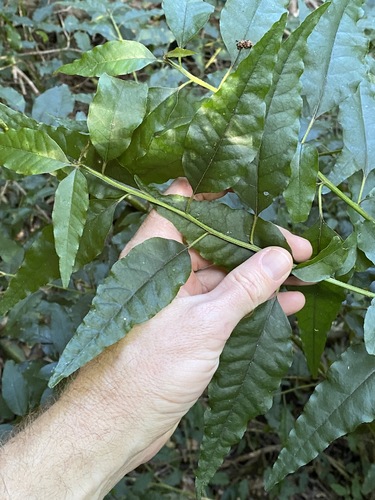 Monococcus echinophorus (Monococcus echinophorus)