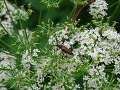 Trachysida mutabilis