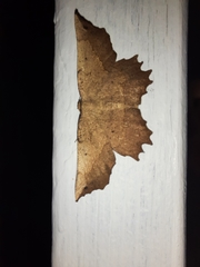 Euchlaena johnsonaria