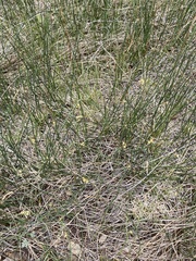 Divisae