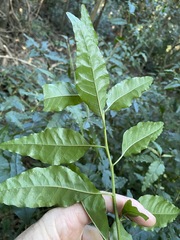 Monococcus echinophorus