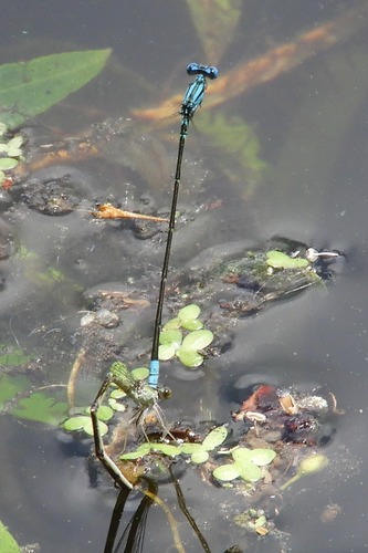 Pale Bluet photo 3