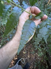 Monococcus echinophorus