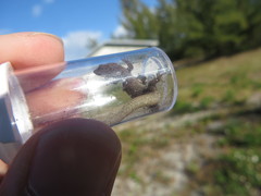Sphaerodactylus notatus amaurus