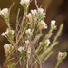 Metalasia quinqueflora - Photo (c) Nick Helme,  זכויות יוצרים חלקיות (CC BY-SA), הועלה על ידי Nick Helme