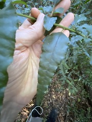 Monococcus echinophorus