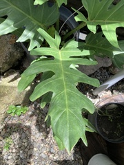 Thaumatophyllum bipinnatifidum