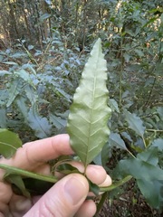 Monococcus echinophorus