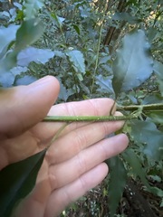 Monococcus echinophorus