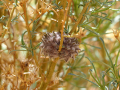 Rhopalomyia utahensis