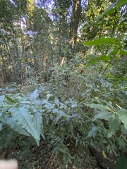 Monococcus echinophorus