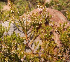 Erica atricha