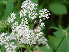 Trachysida mutabilis