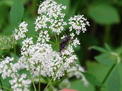 Trachysida mutabilis