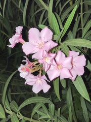Nerium oleander