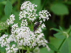 Trachysida mutabilis