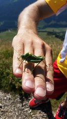 Polysarcus denticauda