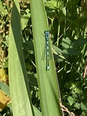 Coenagrion puella